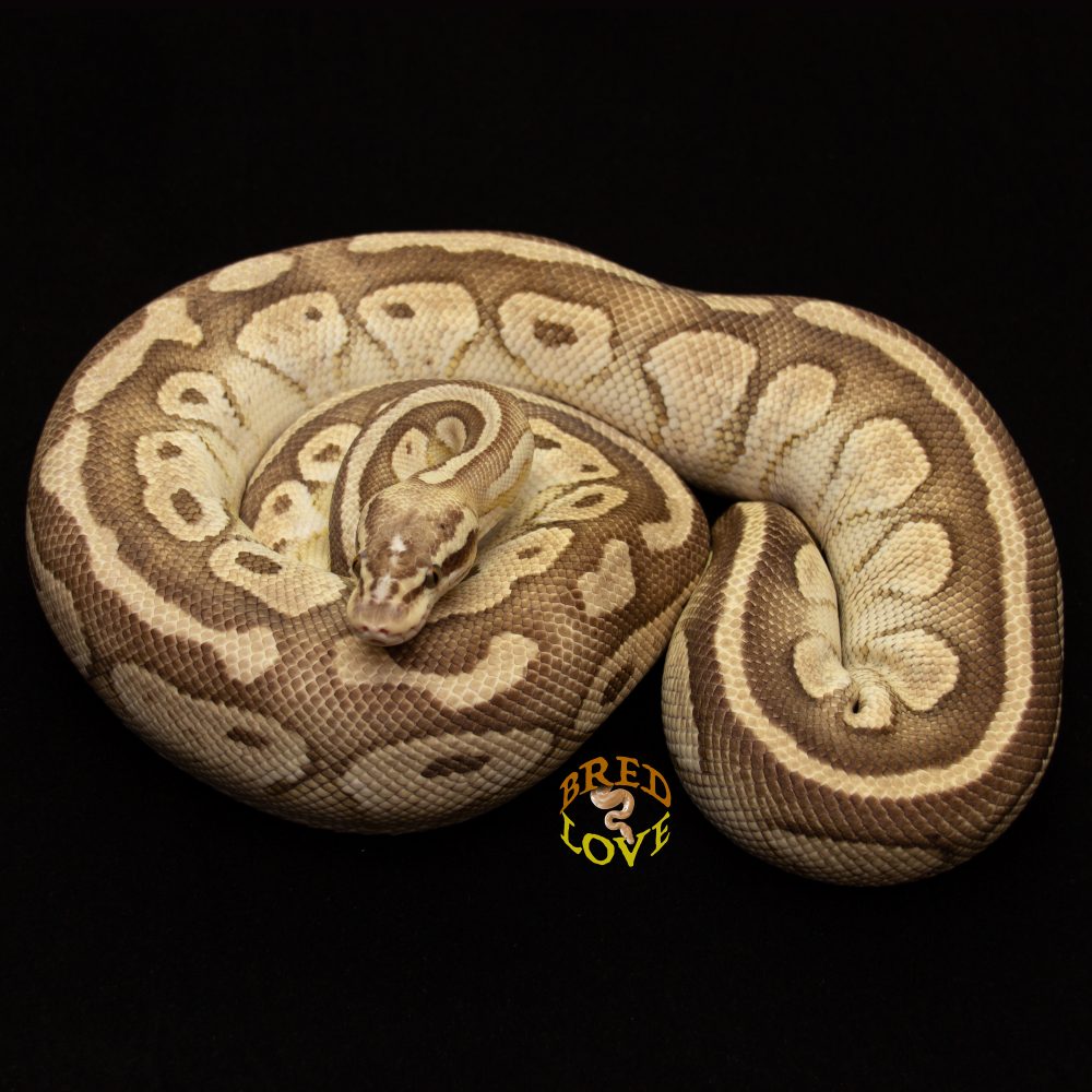 Adipose<br> Pastel Lesser