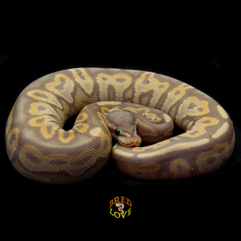 Alani - Banana Cinnamon Ball Python