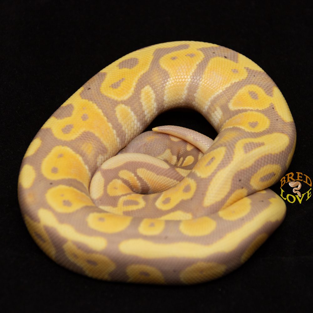 Amarillo - Banana Double Het Ball Python
