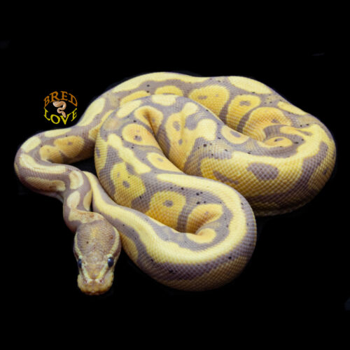 Amarillo - Banana DH Ultramel Pied