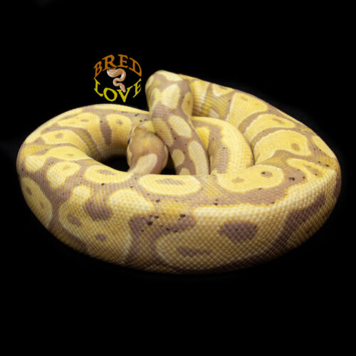 Amarillo - Banana dh Ultramel Piebald