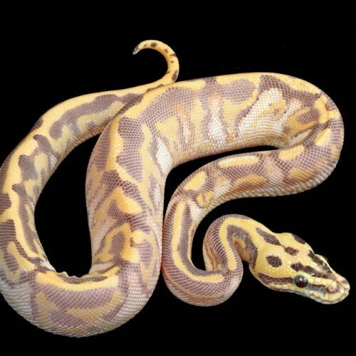 Amaura - Pastel Enchi Leopard Highway