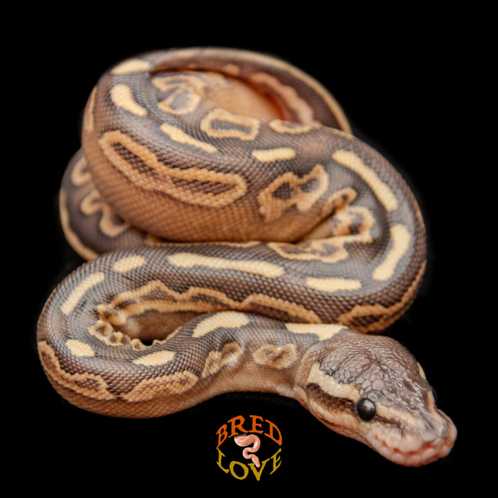 Citrine - Black Pastel Lesser
