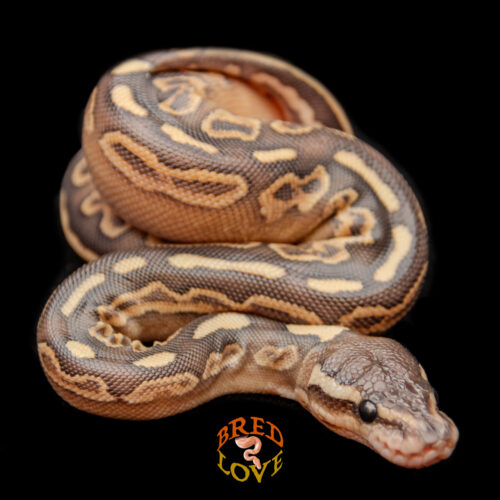 Citrine - Black Pastel Lesser