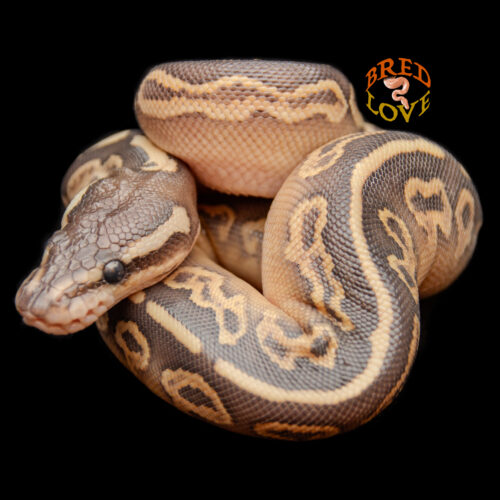 Topaz - Black Pastel Lesser