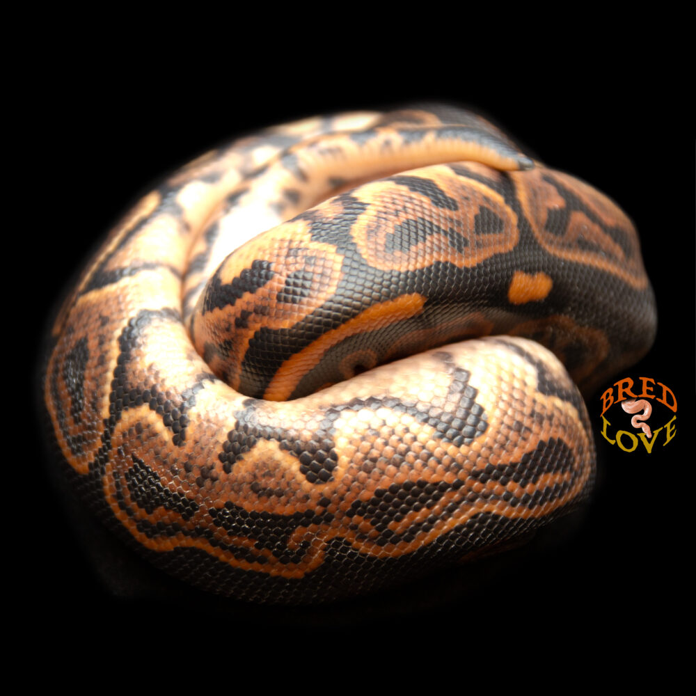 Melanite - Black Pastel