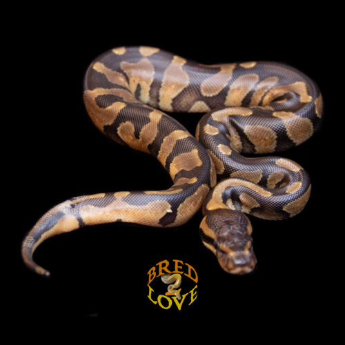 Ripple - Chocolate Enchi het DG