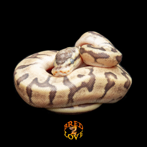 Twix - Chocolate Blast Enchi Orange Dream het DG