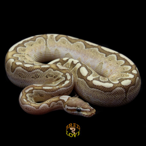 Bambi - Bamboo het Lavender Ball Python