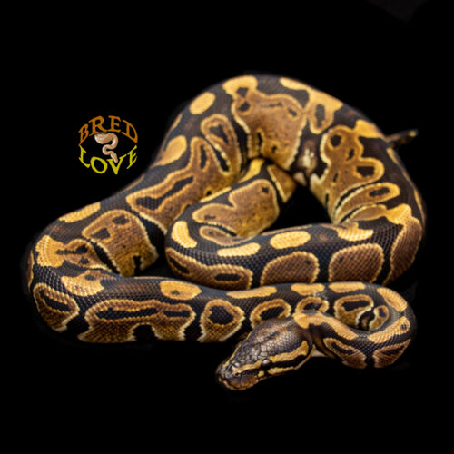 Beauty - Black het Piebald Ball Python