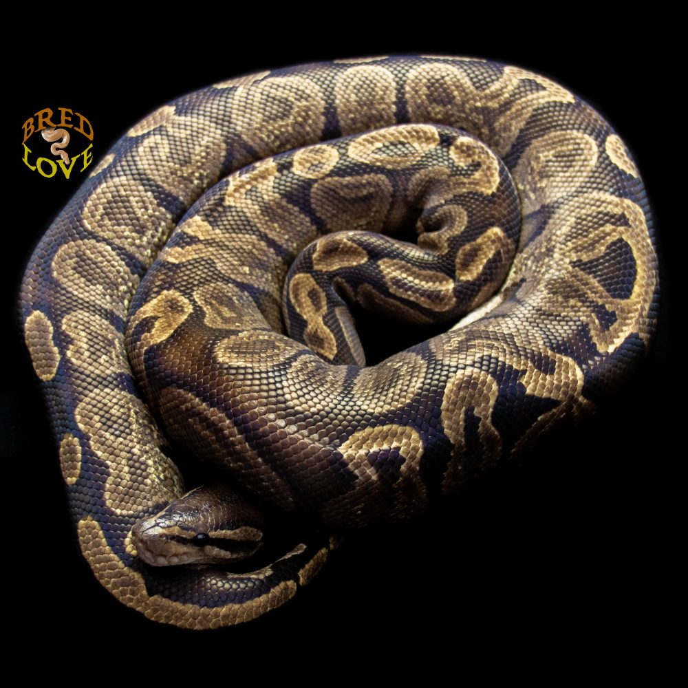 Bling<br> GHI