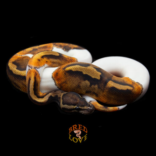 Bourbon - GHI Piebald Ball Python