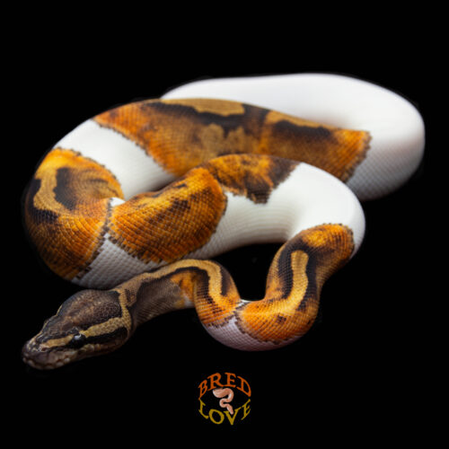 Bourbon - GHI Piebald Ball Python
