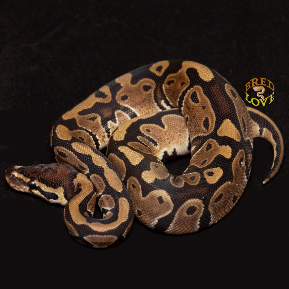 Brownie<br> DH Ultramel Pied - Image 2