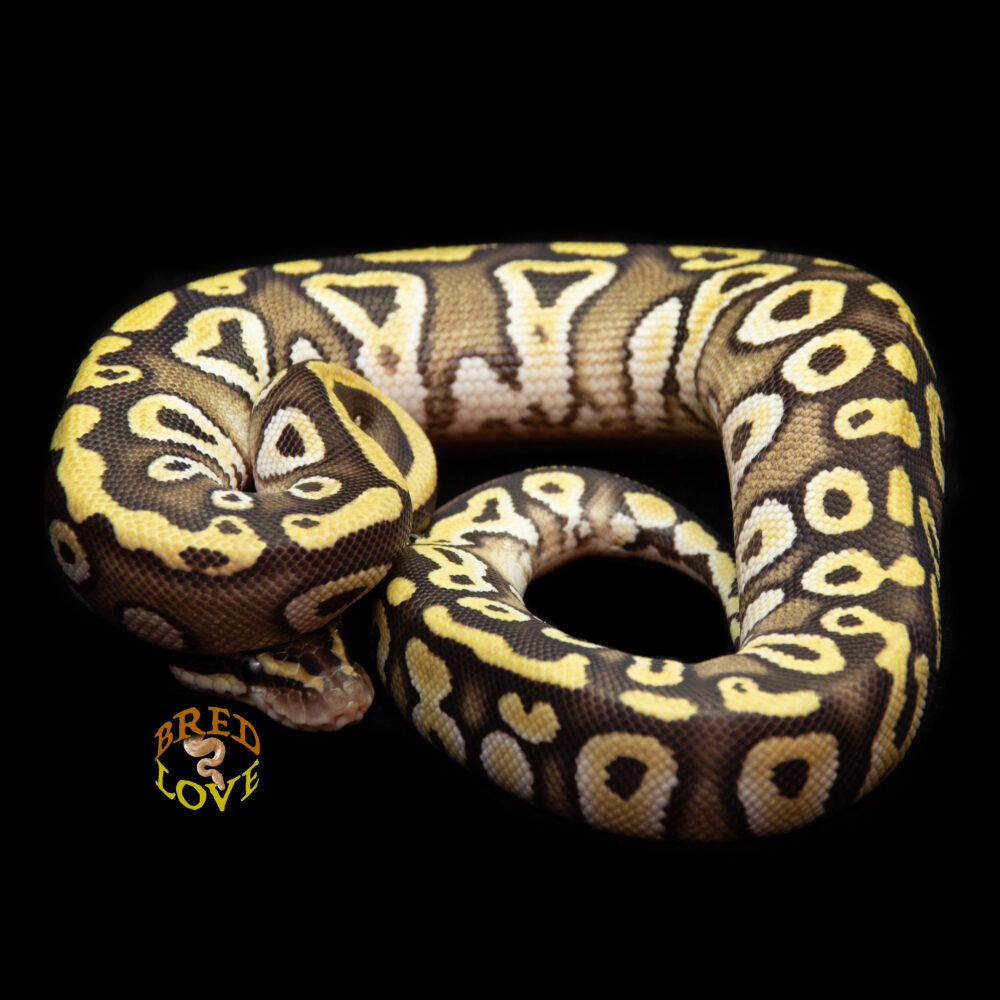 Bubbles - Mojave het Clown