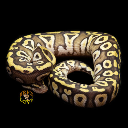 Bubbles - Mojave het Clown