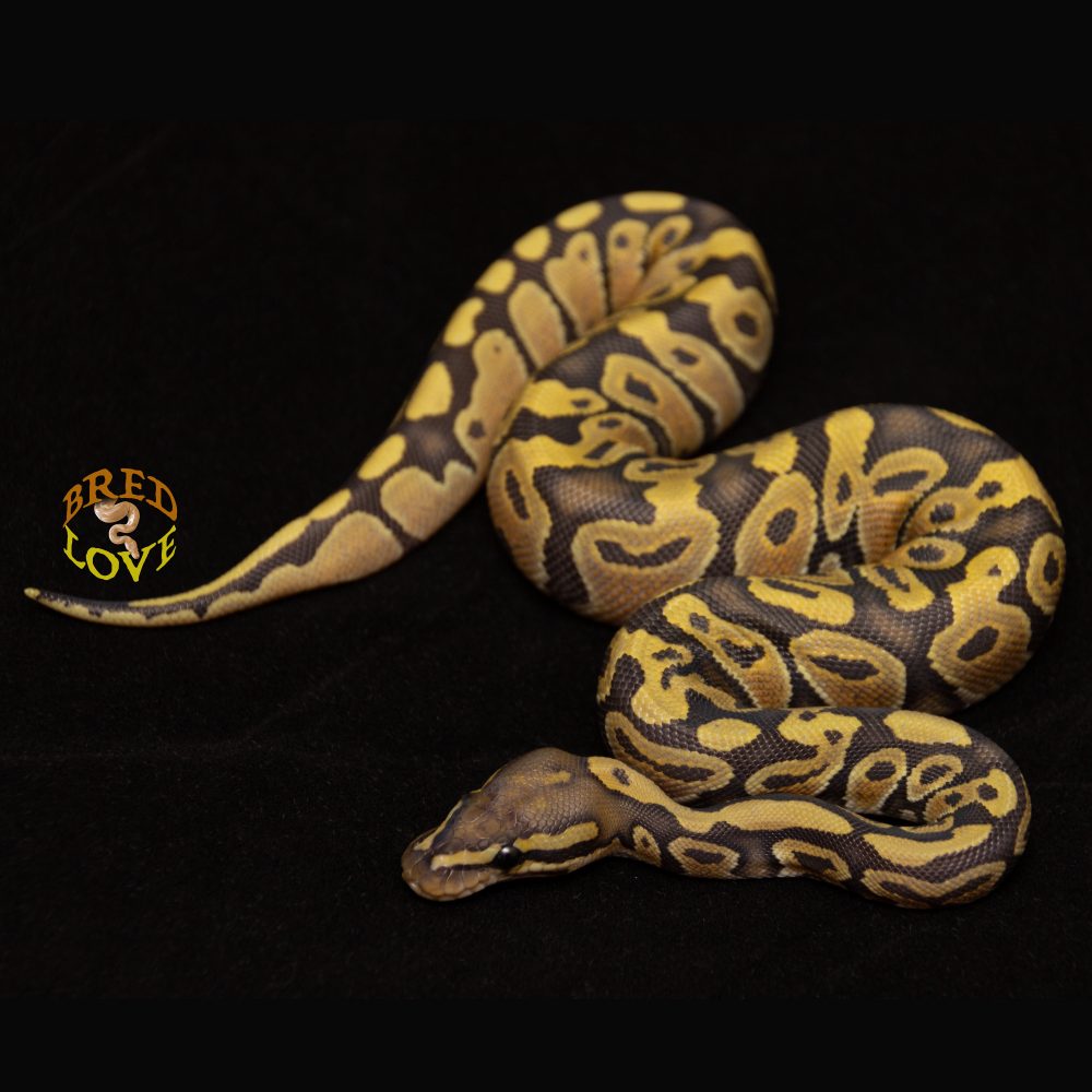 Butterscotch<br> Ghost - Image 3