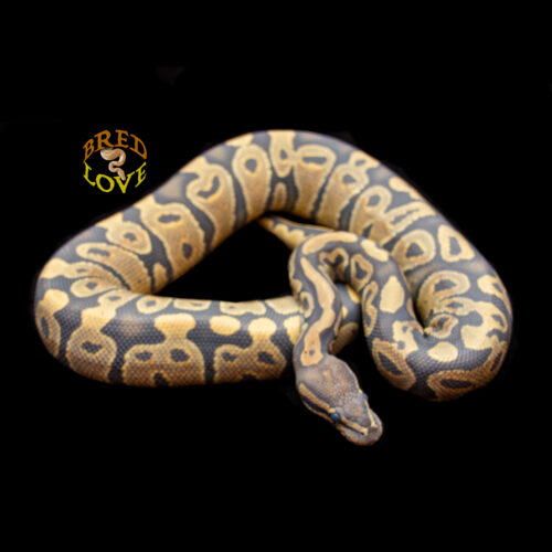 Butterscotch - Ghost Ball Python