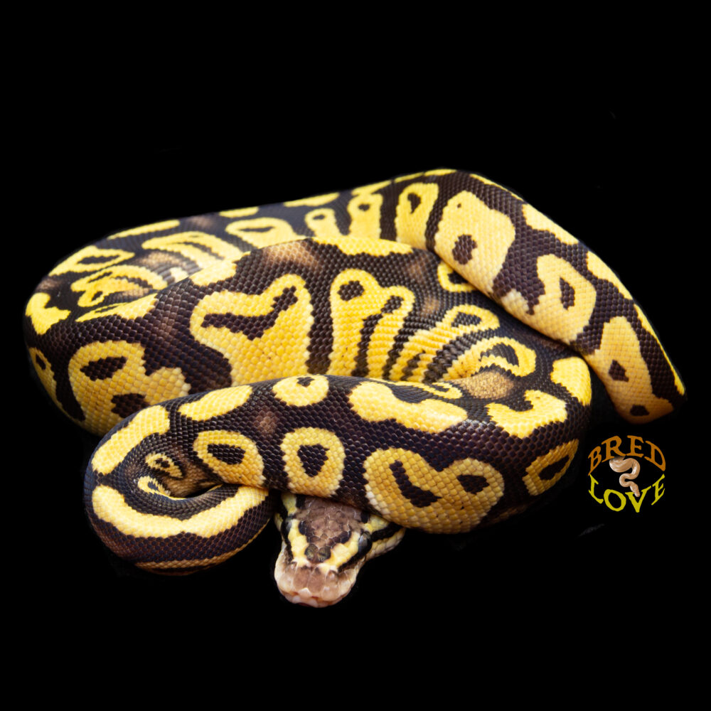 Cayenne - Pastel Disco/Fire Ball Python
