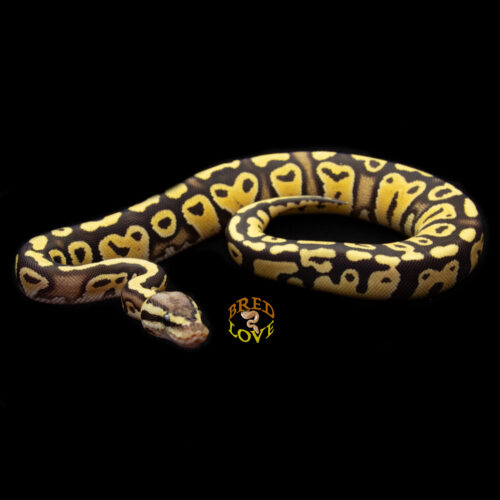 Cayenne - Pastel Disco/Fire het Clown