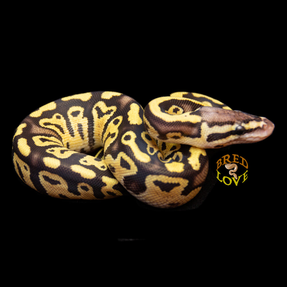Cayenne - Pastel Fire/Disco het Clown