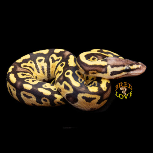Cayenne - Pastel Fire/Disco het Clown
