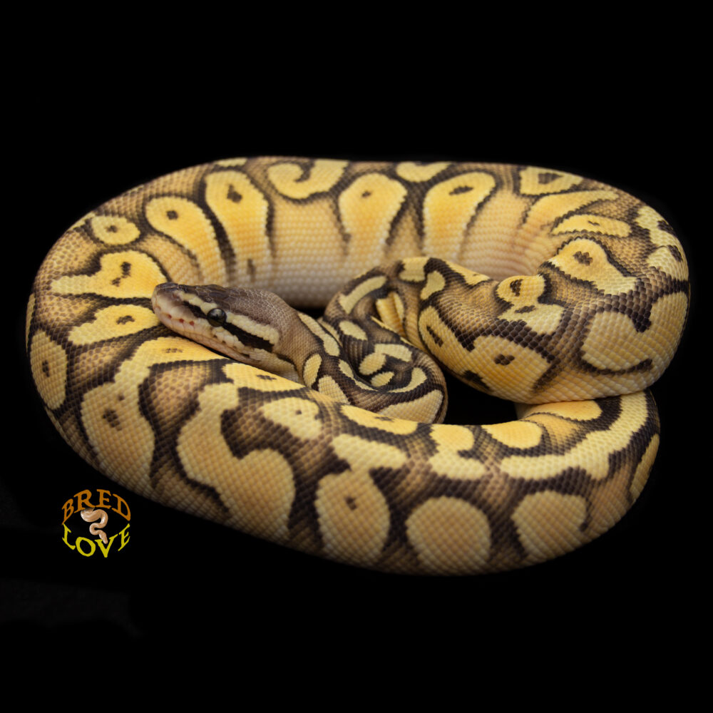 Clementine - Super Orange Dream Super Pastel Ball Python