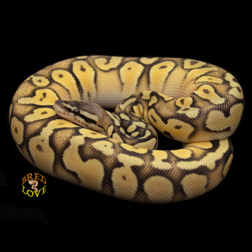 Clementine - Super Orange Dream Super Pastel Ball Python