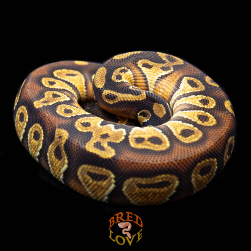 Crimson - Black Head Red Gene Enchi Ball Python
