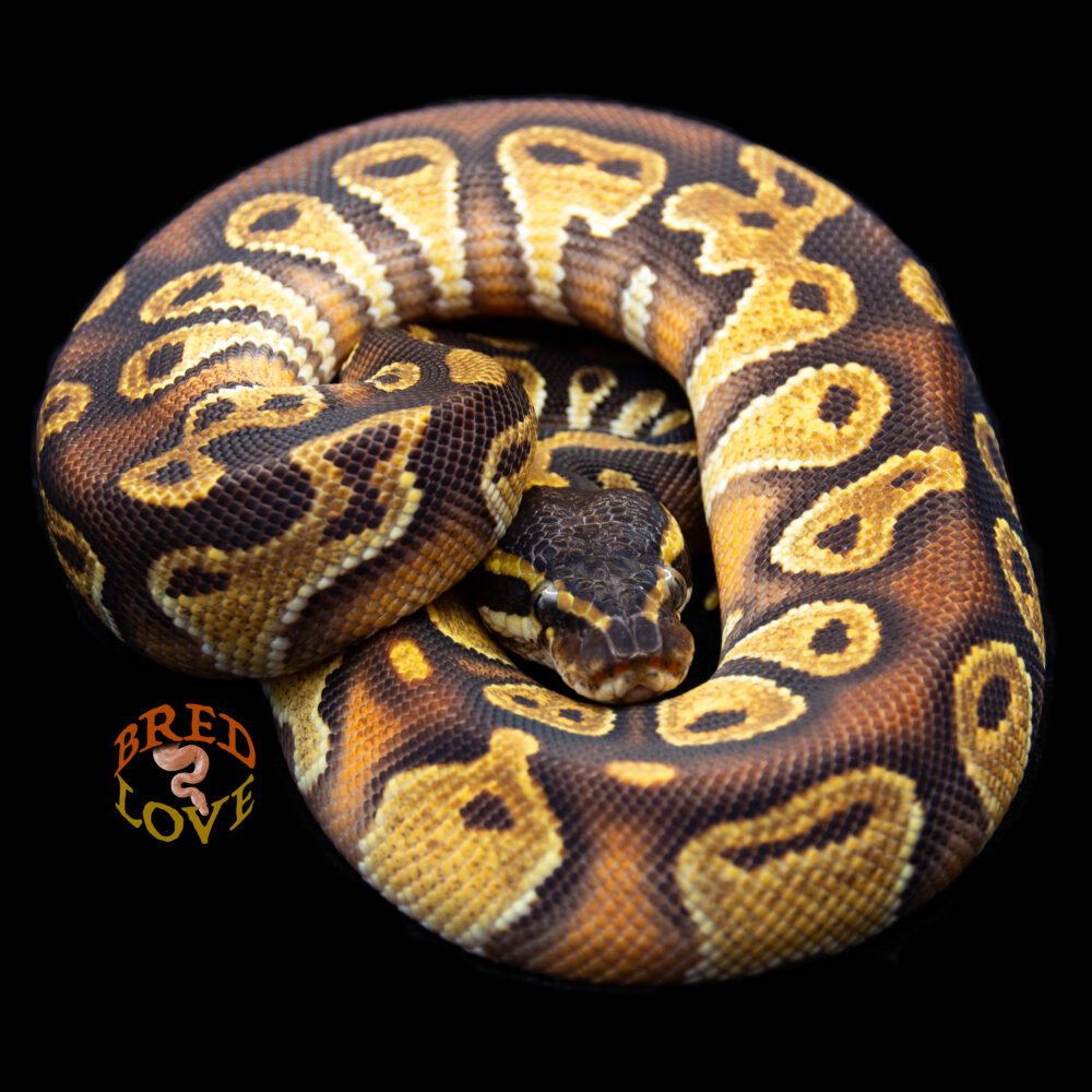 Crimson - Black Head Red Gene Enchi Ball Python