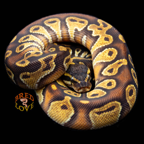 Crimson - Black Head Red Gene Enchi Ball Python