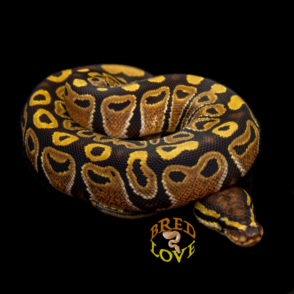 Dotty - het Clown Ball Python
