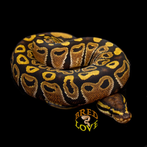 Dotty - het Clown Ball Python