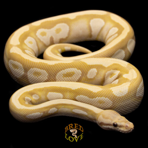 Elote - Mojave Toffino
