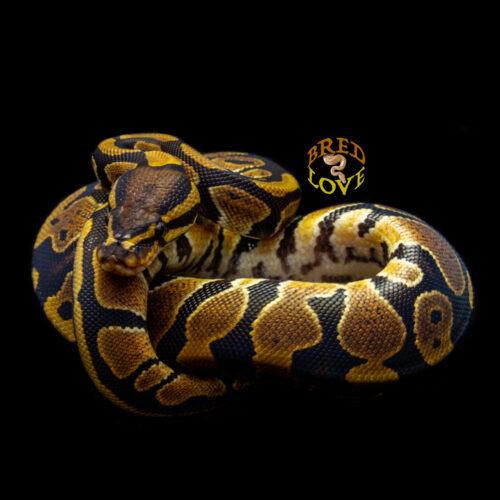 Flora - Dinker Tri-Pos Ball Python
