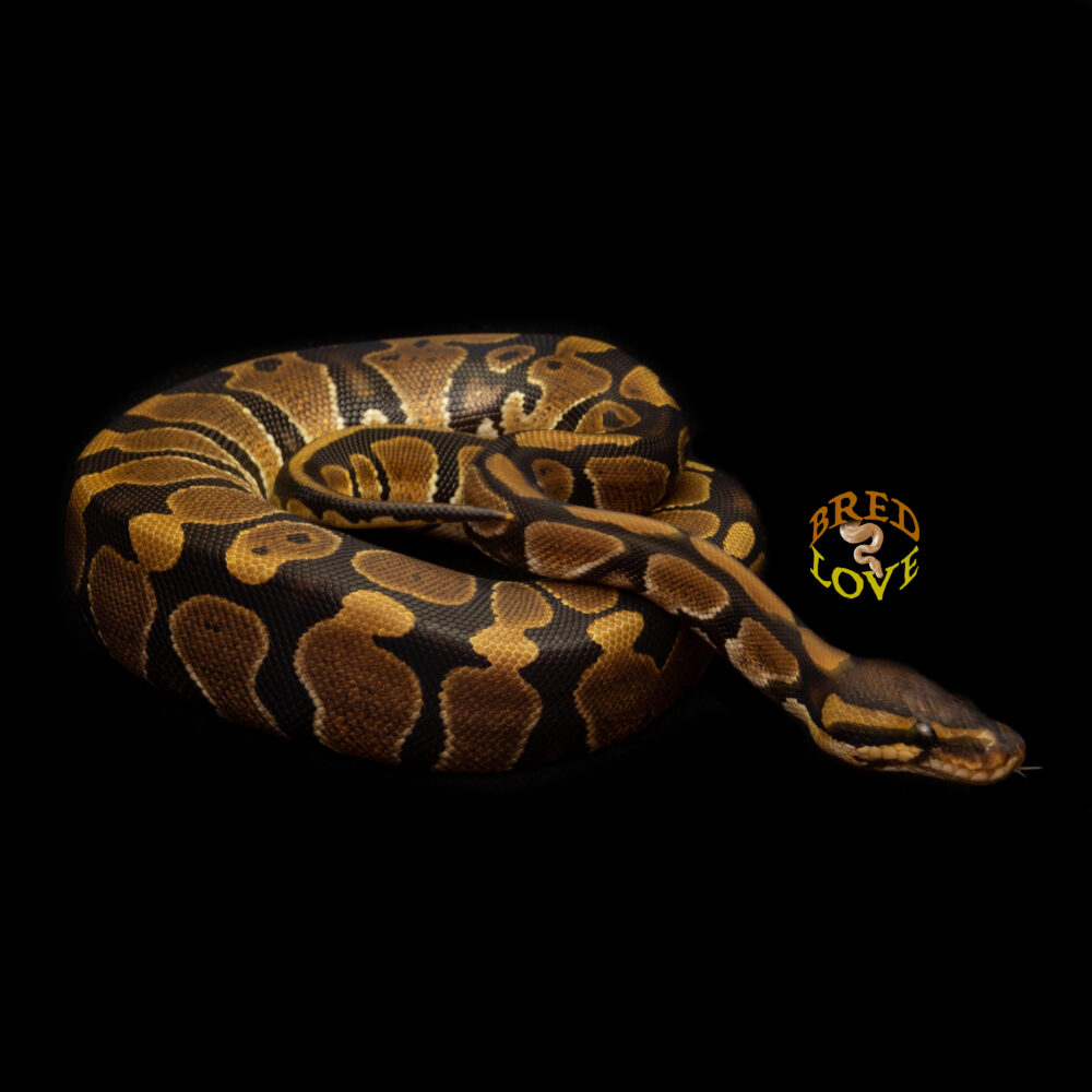 Flora - Dinker het Hypo