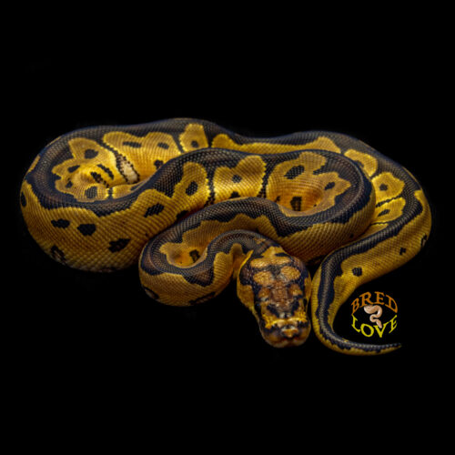 Frida - Yellowbelly Clown