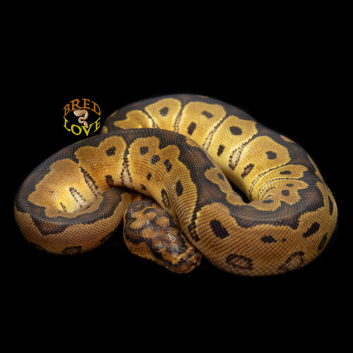 Frida - Clown Ball Python