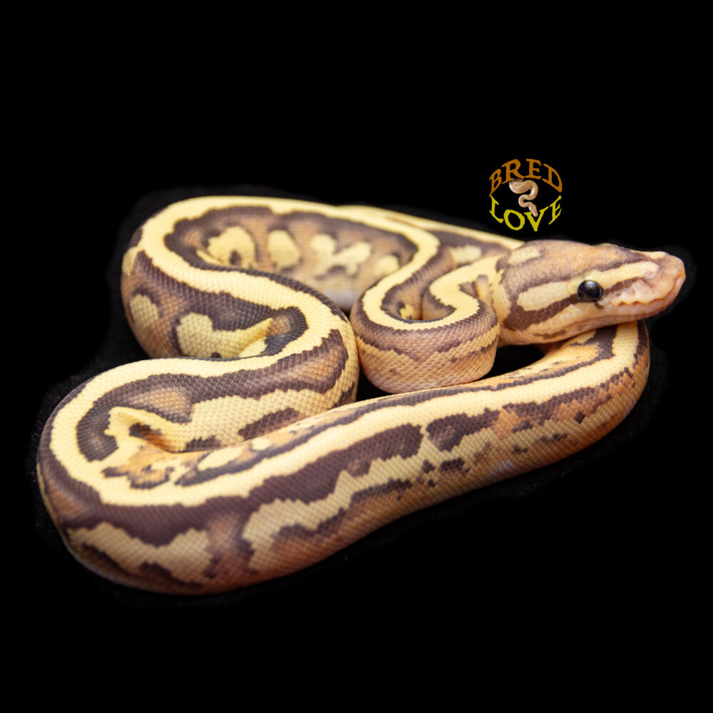 Gemma - Disco Inferno Ball Python