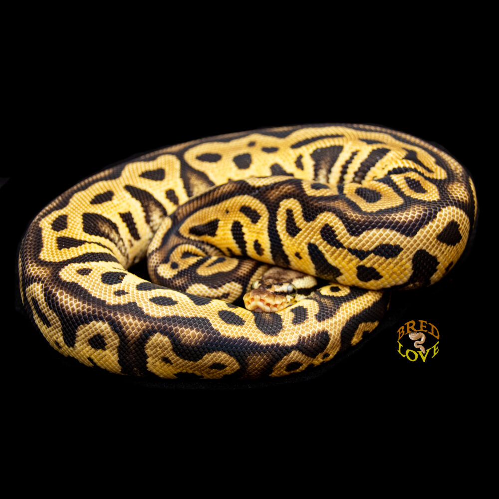 Ginger - Leopard Pastel het Clown