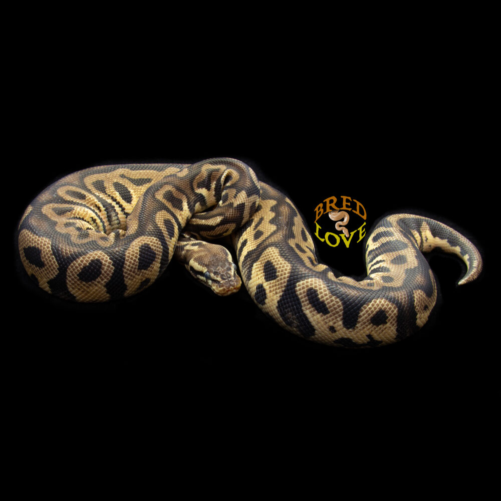 Ginger - Pastel Leopard het Clown