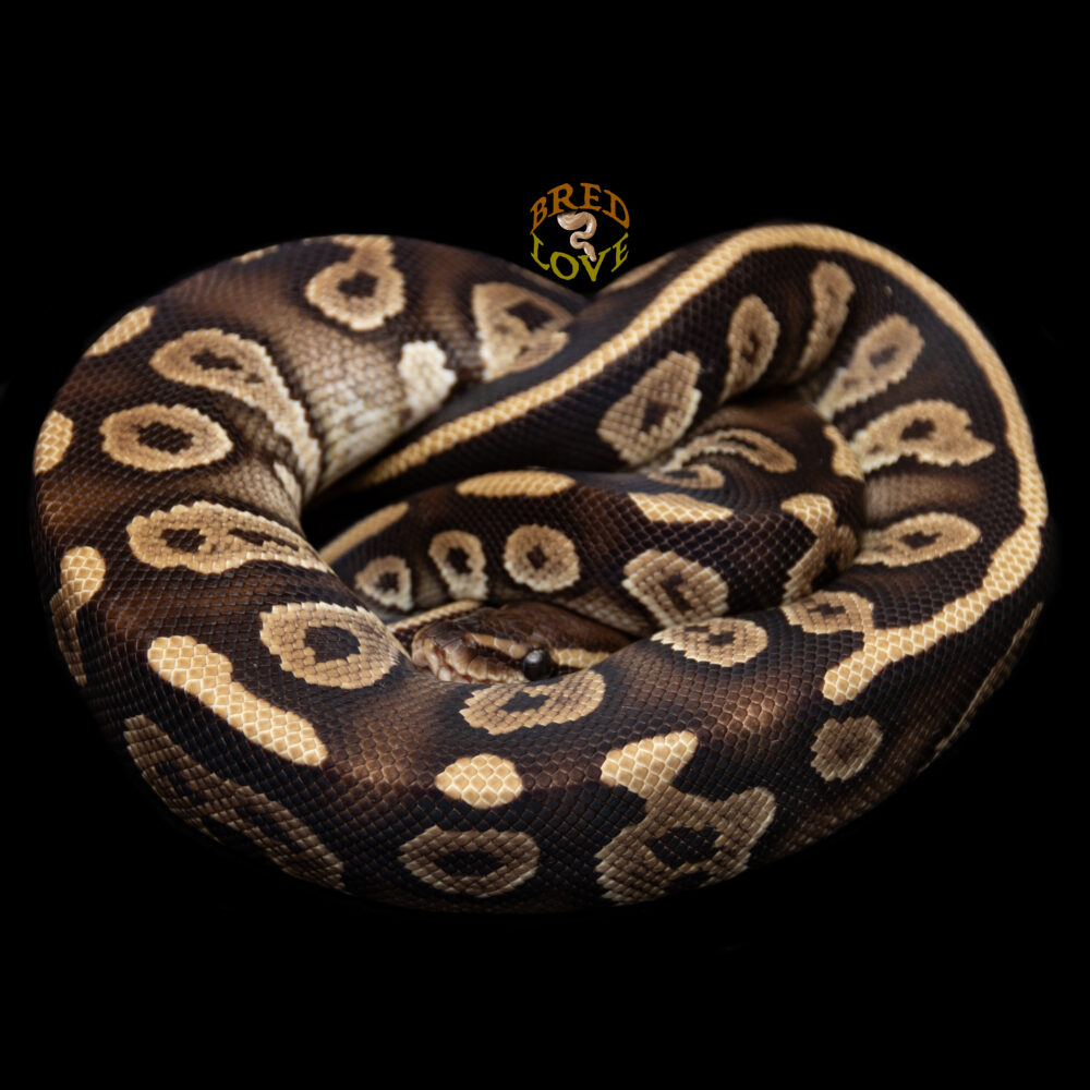 Godiva - Chocolate Mystic het Lavender