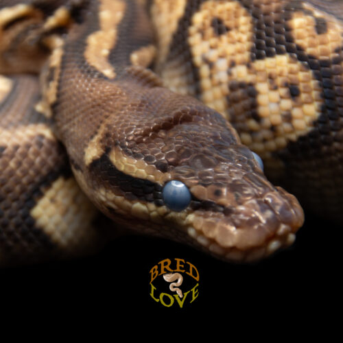 Grissom - Pastel Calico Mahogany