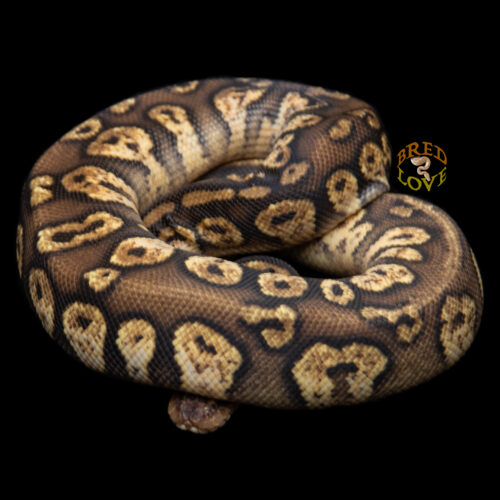 Grissom - Pastel Calico Mahogany