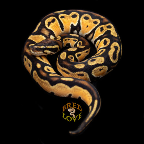 Gunner - Orange Dream het Genetic Stripe