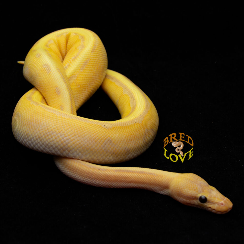 Gwaine - Banana Split Ball Python
