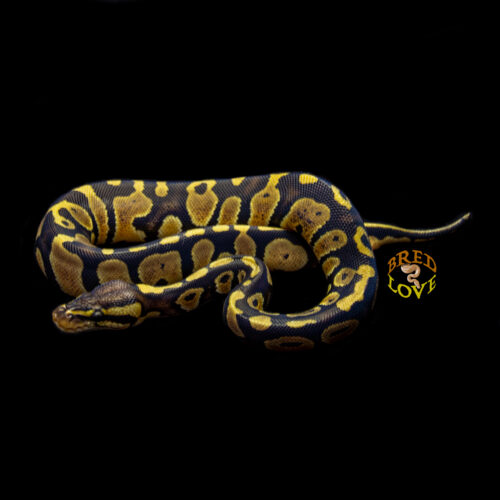 Hershey - Chocolate Quad-Pos Ball Python