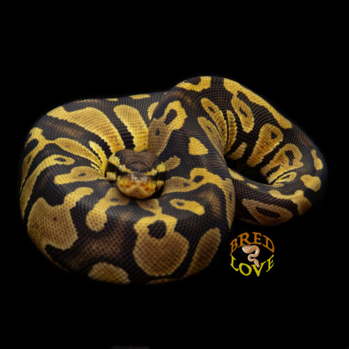 Hershey - Chocolate het Ghost