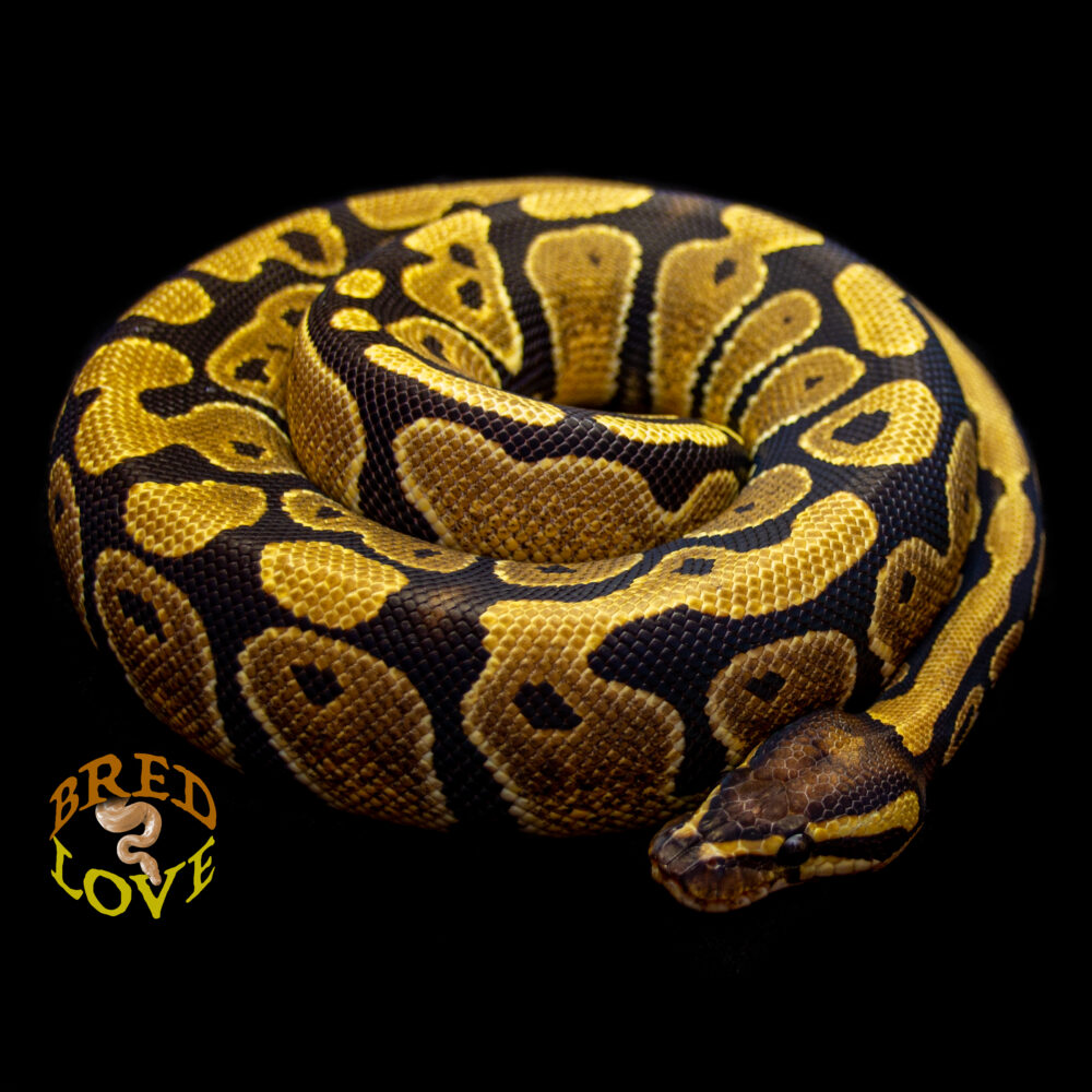 Hula - Disco het Desert Ghost Ball Python