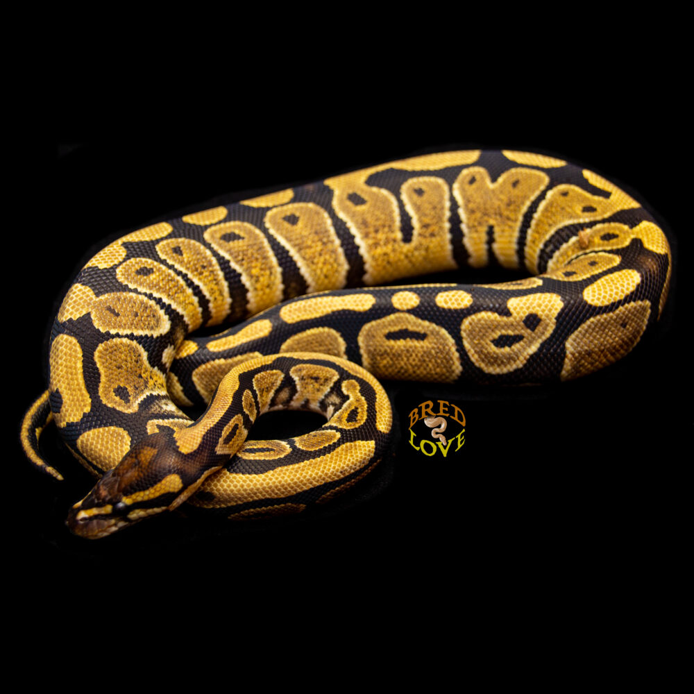 Hula - Disco het Desert Ghost Ball Python